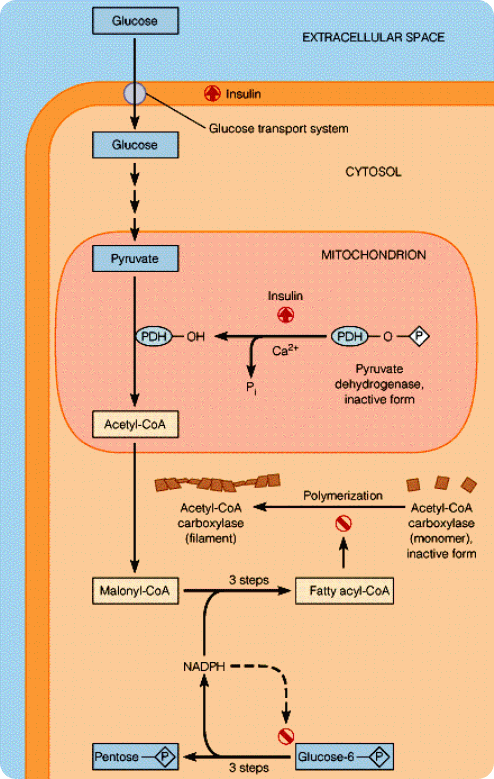 Synthetic fatty acid picture