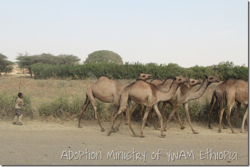 Camels near Gutu