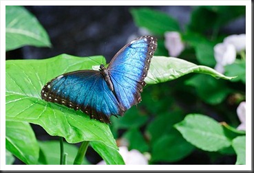2011Aug3_Butterfly_House-20