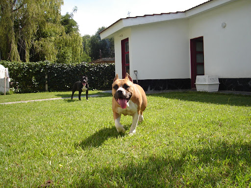 ... iriarte kennel ejemplares machos y hembras del criadero the iriarte