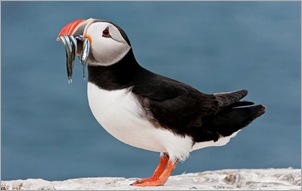 Puffin With Sand  Eels. Neil Maughan