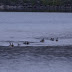 Dsc00083