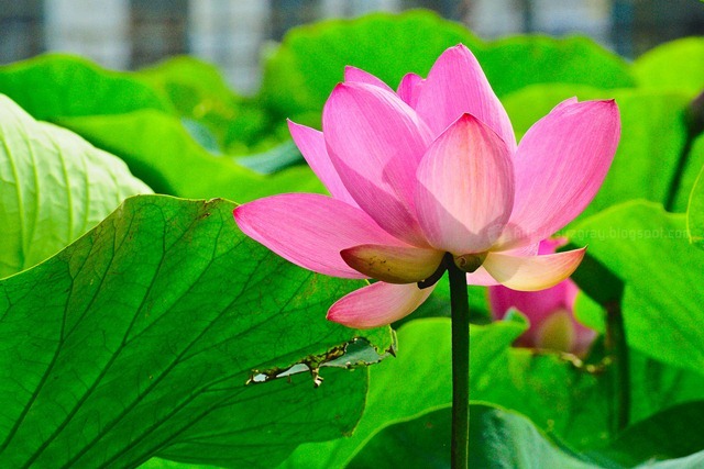 DSC_2772 DSC_2772