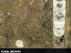 Мрамор FOSSIL BROWN