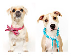 Willow and Tasa/Te'Se...
waiting to be adopted at The Humane Society of New York. 
See link at end of blog post for more details.
Photo by Richard Phibbs.