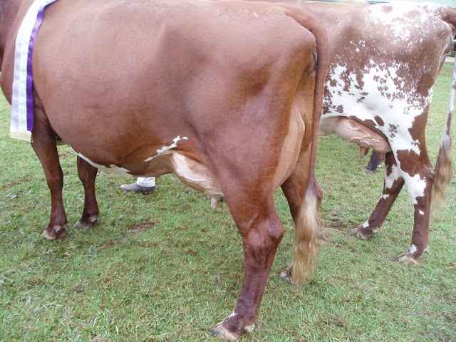 Best Udder.JPG