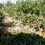 Hami - Allée champs de melon