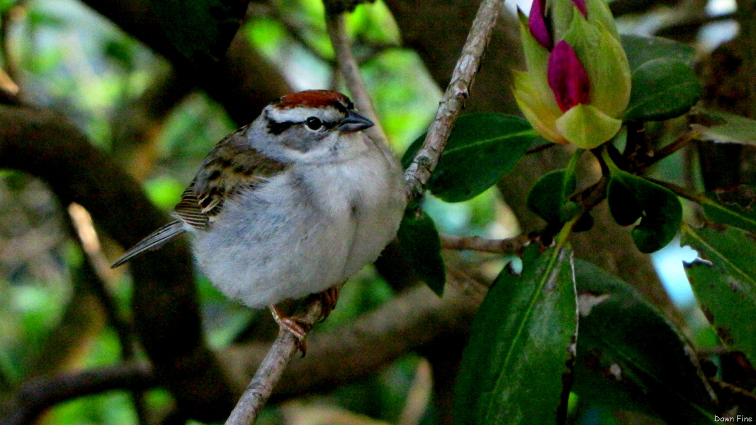 [Birds%2520at%2520window_043%255B7%255D.jpg]
