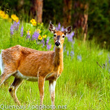 An elegant whitetail doe enjoys the lushness of a wet spring in the North Hills above Missoula.