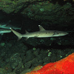 Whitetip reefshark (Gili Tepekong, Padangbai, Bali)