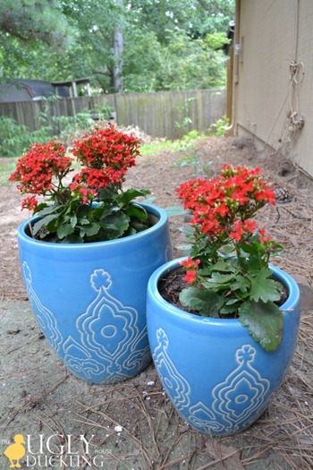 Homegoods backyard planters with red flowers