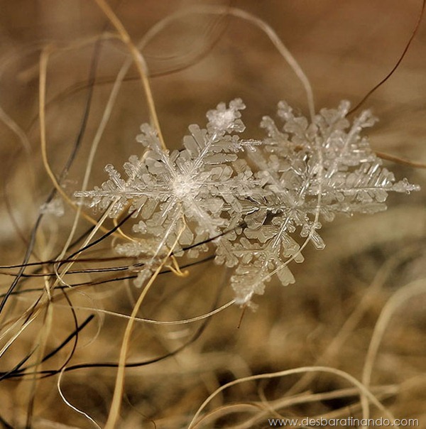 flocos-de-neve-macro-snowflakes-macro-photography-andrew-osokin-desbaratinando (10)