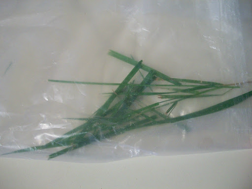 Keep your fresh herbs fresher longer by storing them inside the liner before putting them in the fridge.