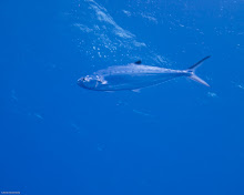 P4153103