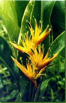 Heliconia Alan Carle Heliconia Alan Carle