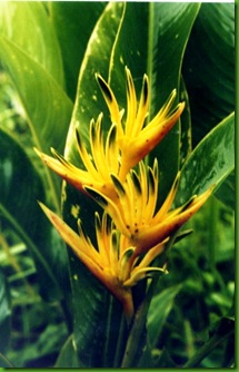 Heliconia Alan Carle