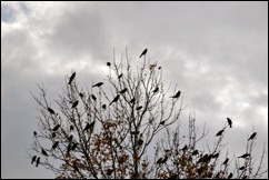 tree birds tree birds