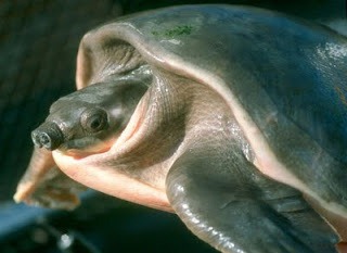 [10.PignosedTurtleCarettochelysInscul.jpg]