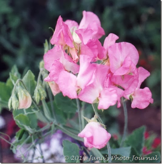 Pink Sweet Peas Pink Sweet Peas
