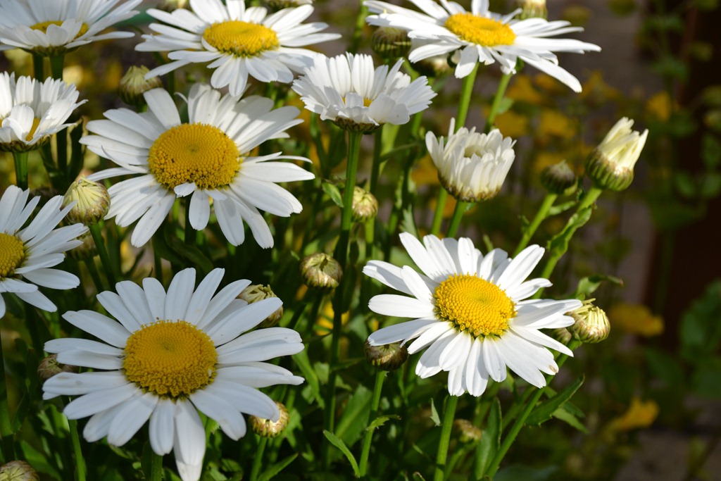 [The%2520Cottage%2520Garden%2520Dog%2520Daisy%255B3%255D.jpg]