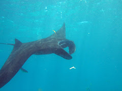 Manta point 2, Nusa Penida Manta point 2, Nusa Penida