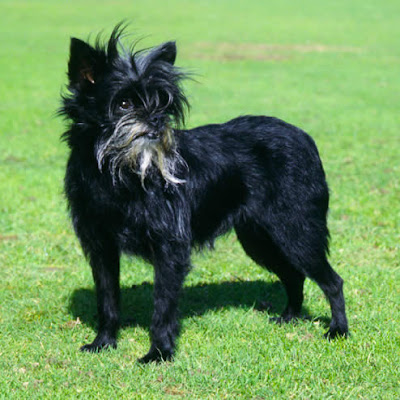 Affenpinscher.jpg