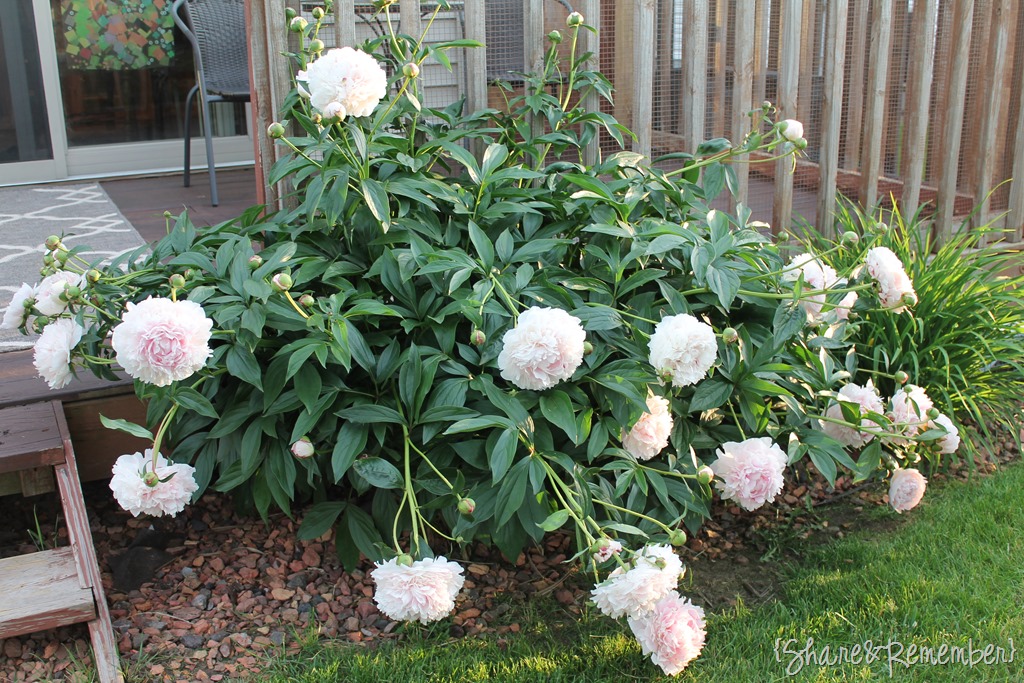 [peoniesbydeck%255B3%255D.jpg]