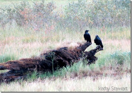 Couple of Raven