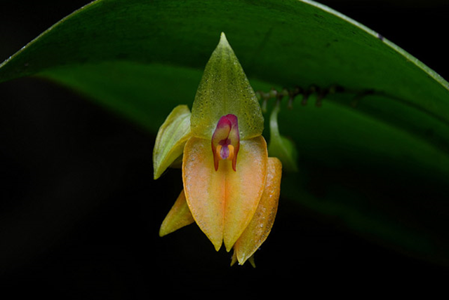Orchid in the cloud forest near Machu Picchu. New research suggests that cloud forests may not survive a hotter climate without human help. Photo: Geoff Gallice / Creative Commons 3.0