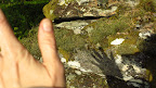 Here is the shadow of my hand on some Swedish moss- waving a big 