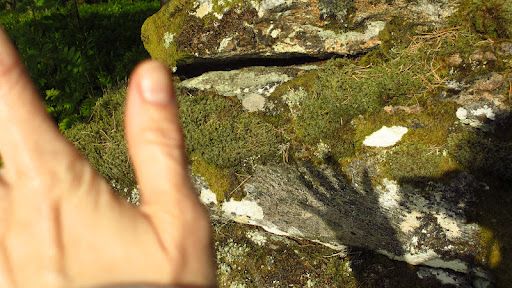 Here is the shadow of my hand on some Swedish moss- waving a big 