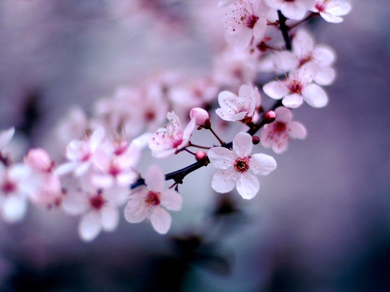 [cherry-blossom_1600x120013.jpg]