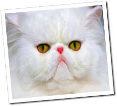 Gato braquicéfalo Gato braquicéfalo