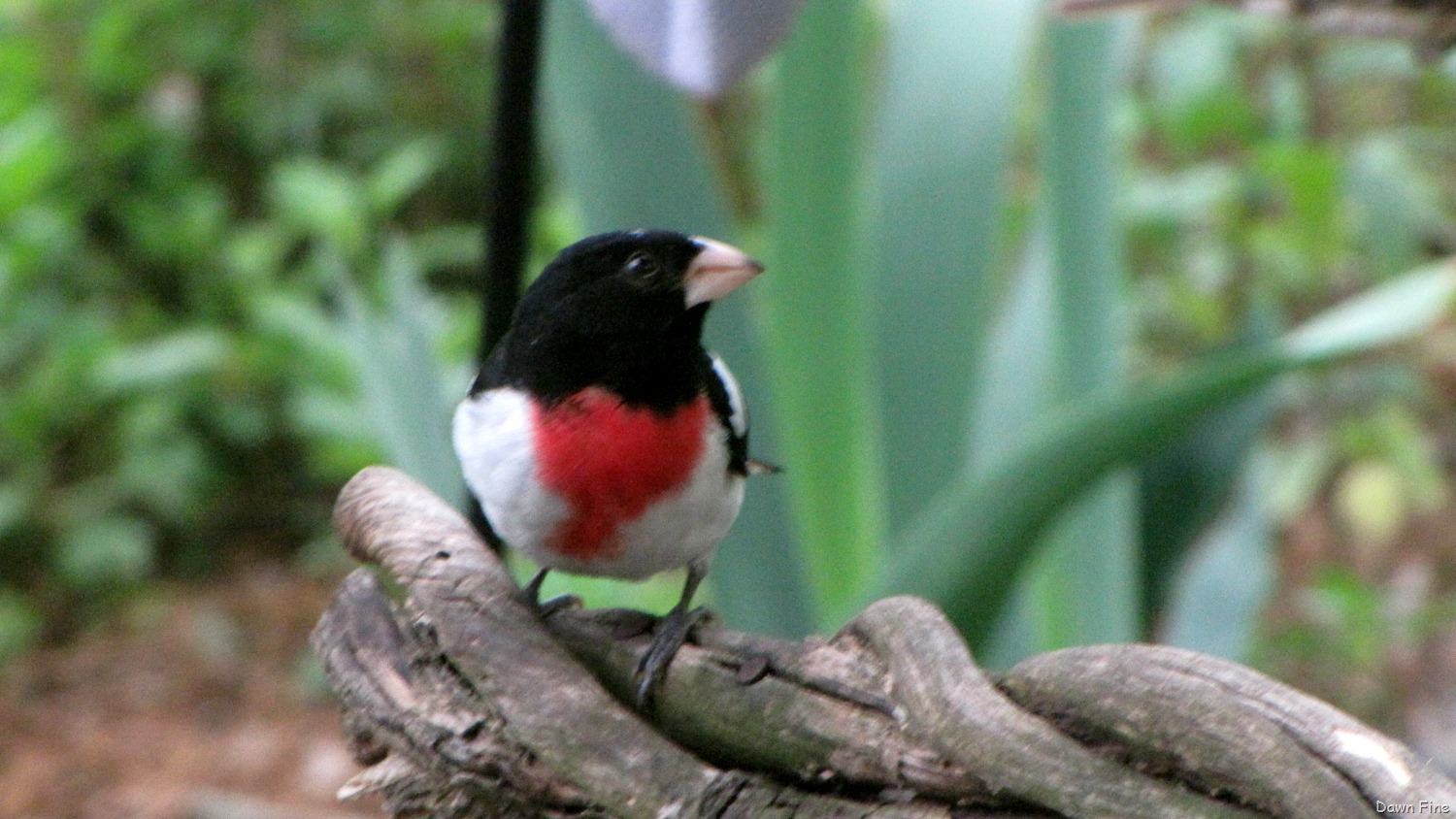 [Birds%2520and%2520flowers_049.jpg]