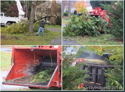 tree removal3 tree removal3