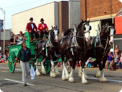 horses