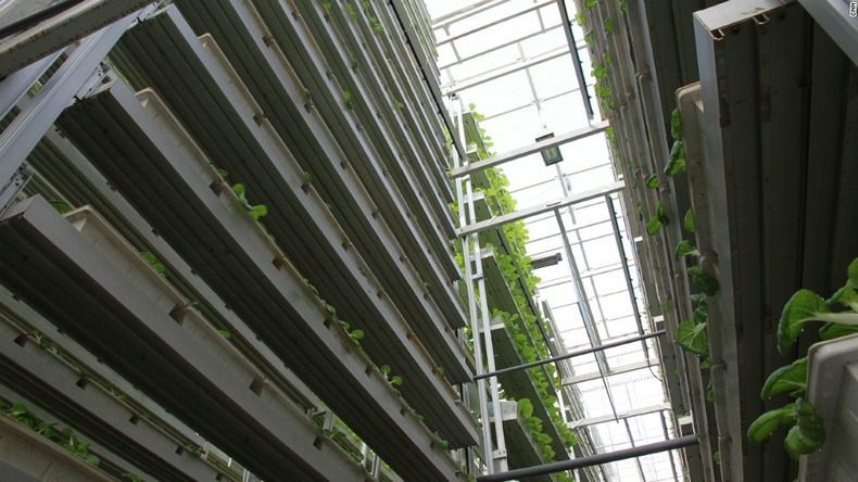 skygreens-vertical-farm-9