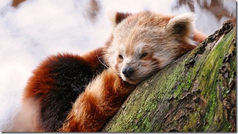 world of warcraft red panda 01b