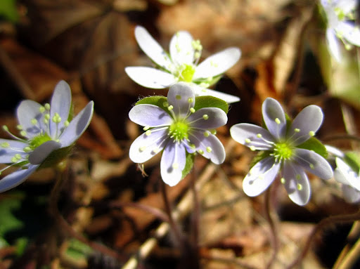 May flowers blooming today