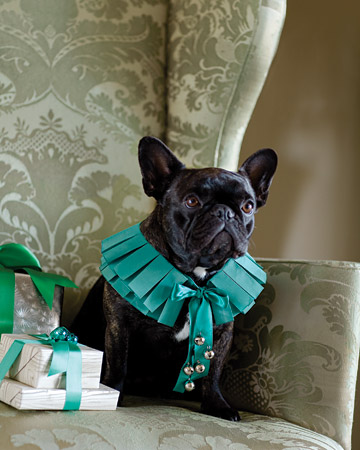 ...bells 
(Francesca models Martha's handmade jingle-bell collar)