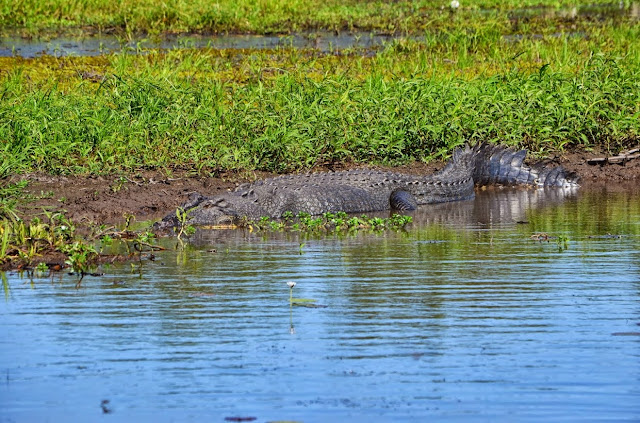 DSC_1047.JPG
