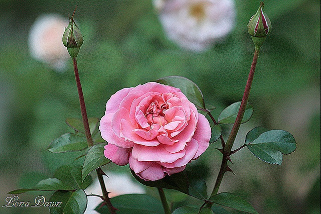 [Flamingo2_Rose_Aug%255B11%255D.jpg]