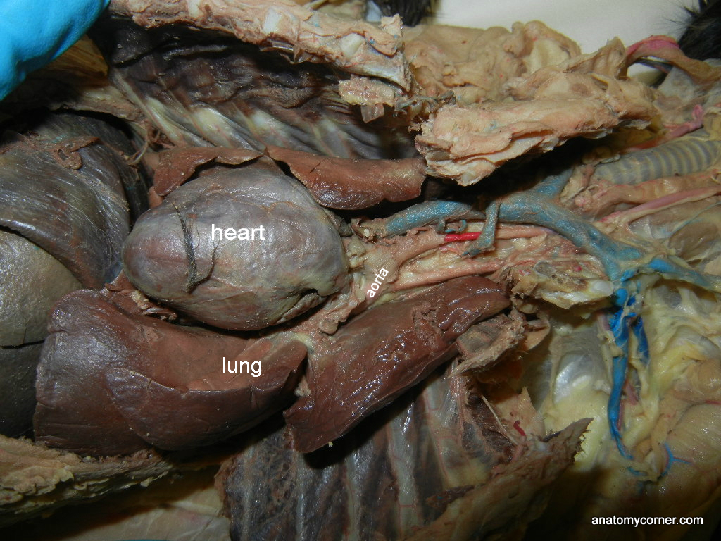 Respiratory System | Anatomy Corner