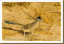 Greater Roadrunner ( Geococcyx californianus Greater Roadrunner ( Geococcyx californianus
