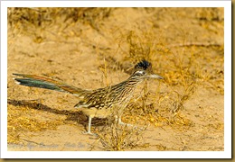 Greater Roadrunner ( Geococcyx californianus