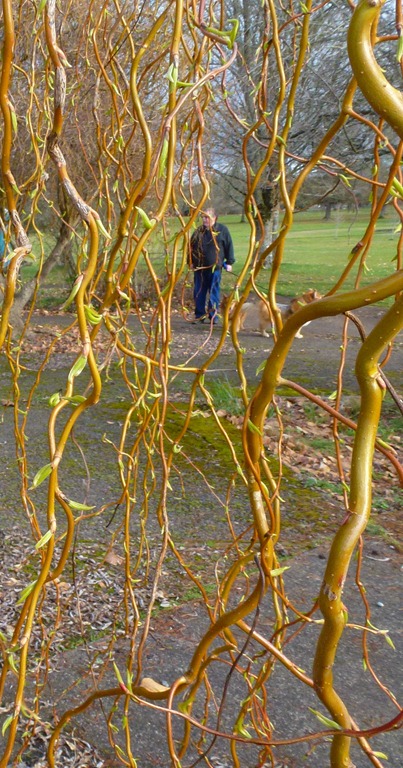 [russ%2520behind%2520new%2520leaves%255B4%255D.jpg]