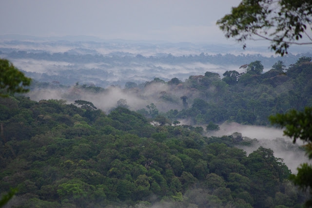 La forêt embrumée après la pluie, piste de Coralie, 2 novembre 2012. Photo : J.-M. Gayman