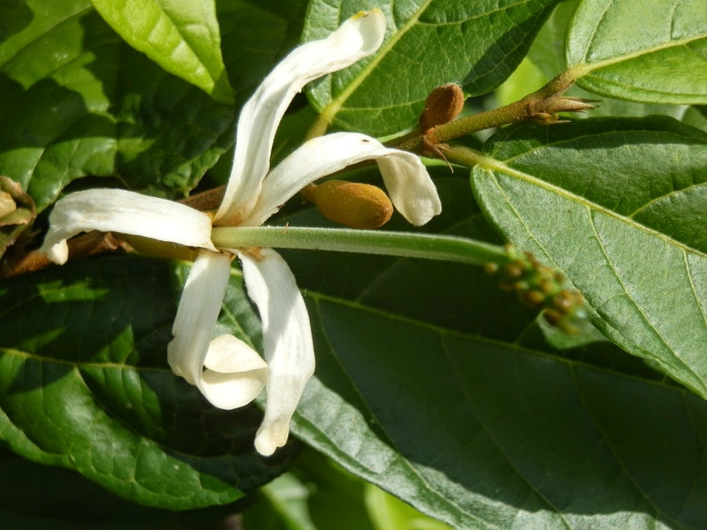 [Quararibea%2520funibris%2520%25283%2529%255B6%255D.jpg]