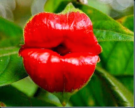 Flor del Beso-2