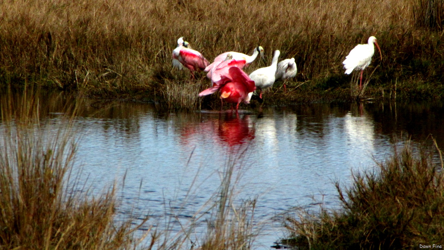 [Gator%2520and%2520Pea%2520%2520%252824%2529%255B3%255D.jpg]